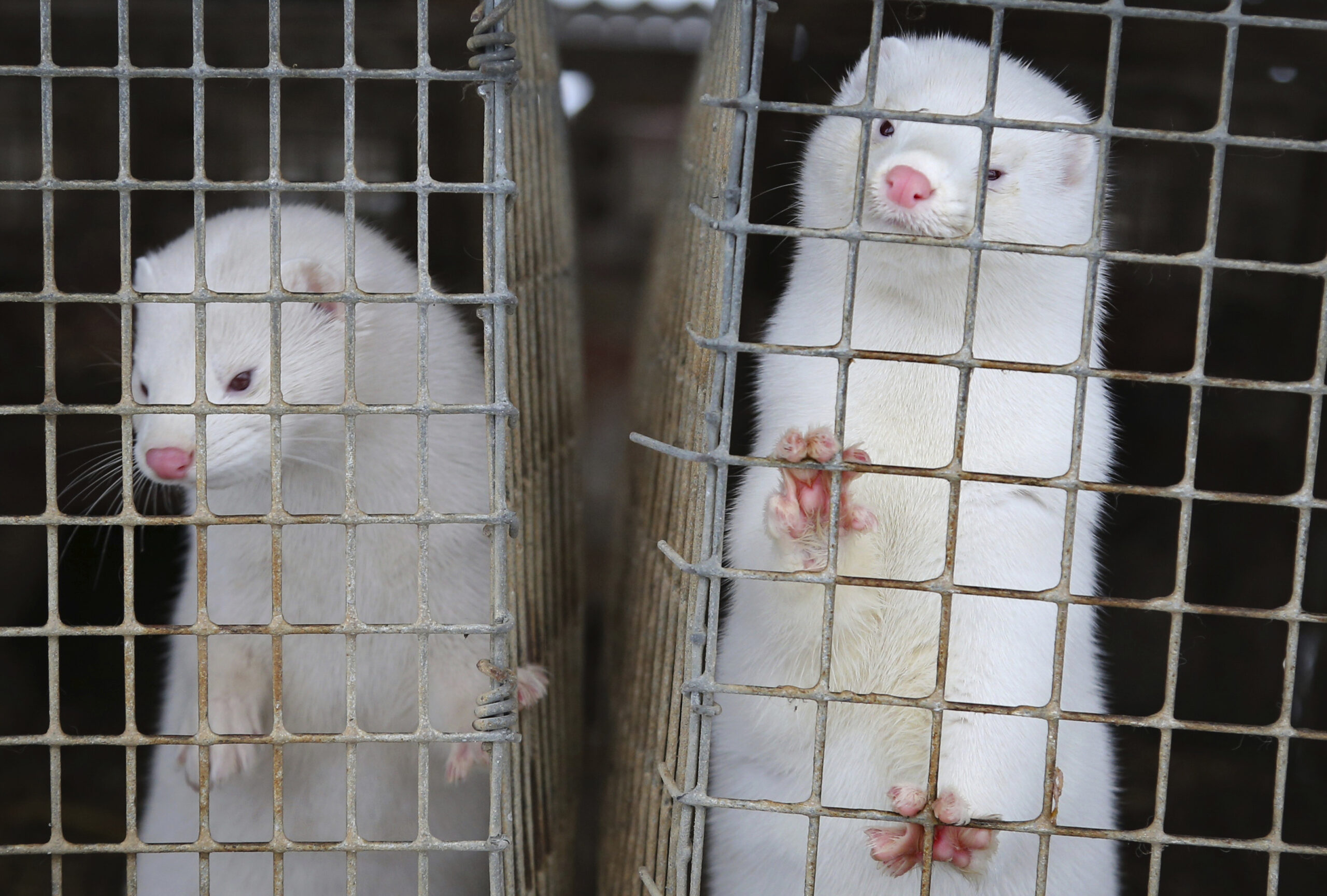 Two white mink in cages