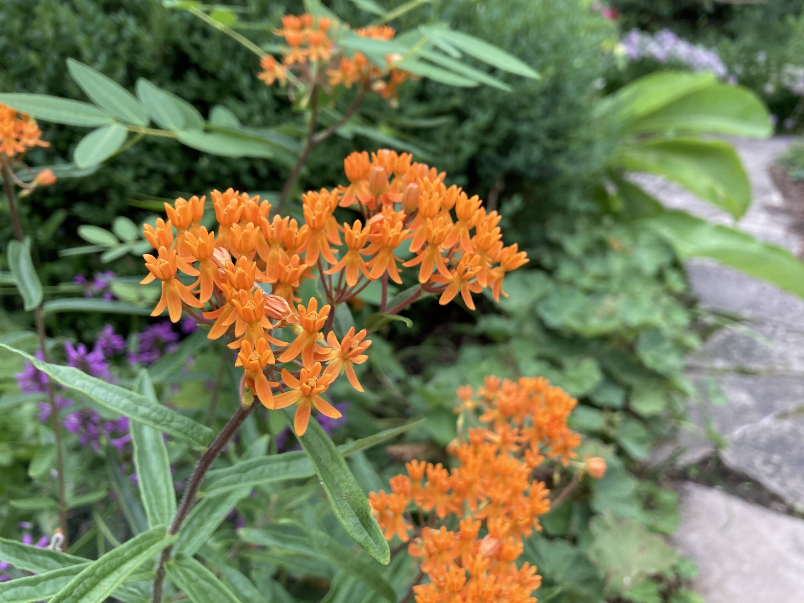 Asclepias tuberosa, commonly called butterfly weed.