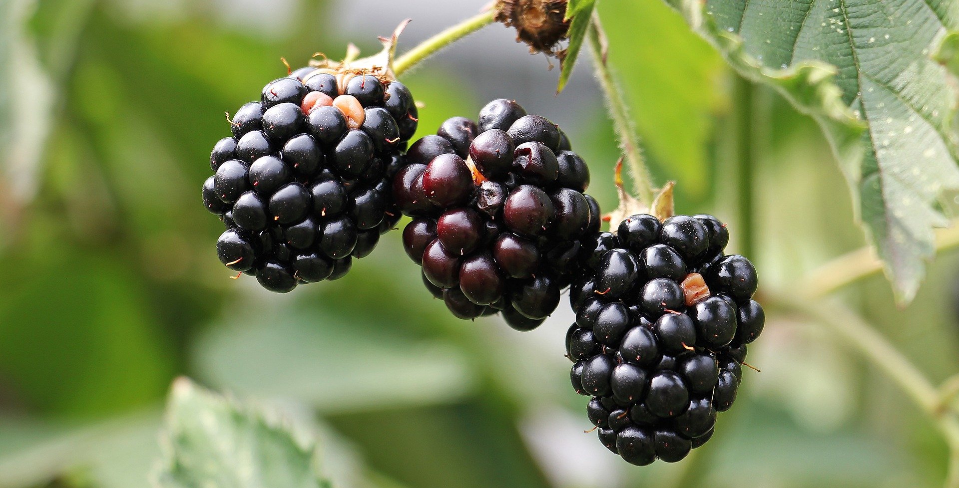 Blackberries on bush.