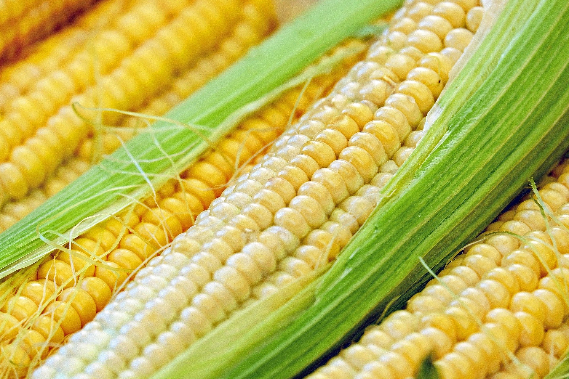 A close-up of corn kernels on cobs.