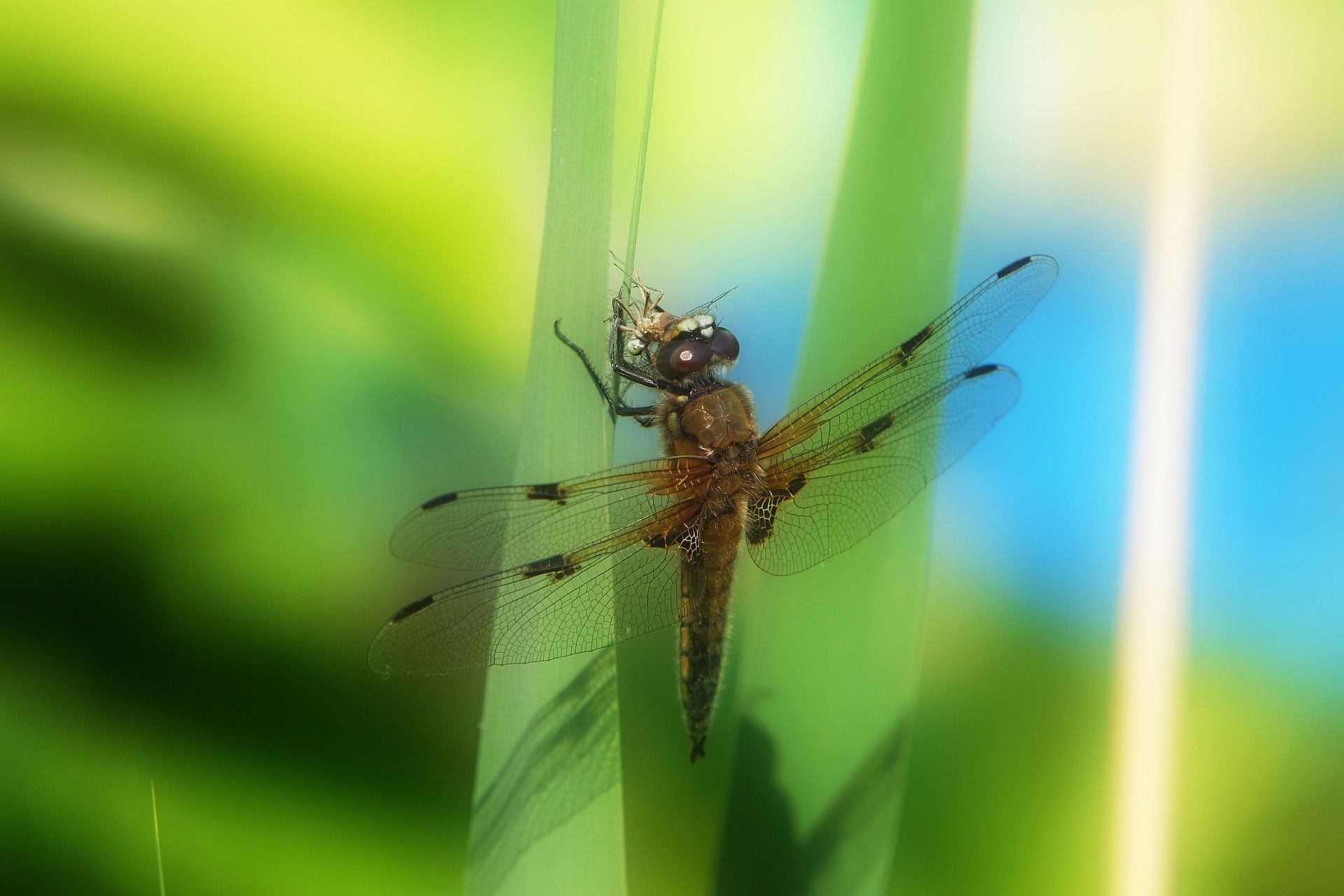 Dragonfly with prey,