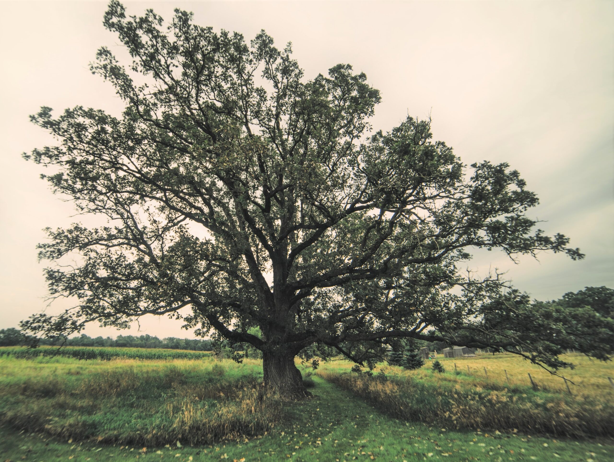 bur oak in Waukesha county