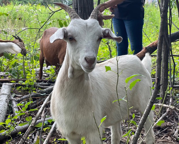 At ‘Goatapalooza,’ Families Get A Look At Goats Working To Clear Invasive Species