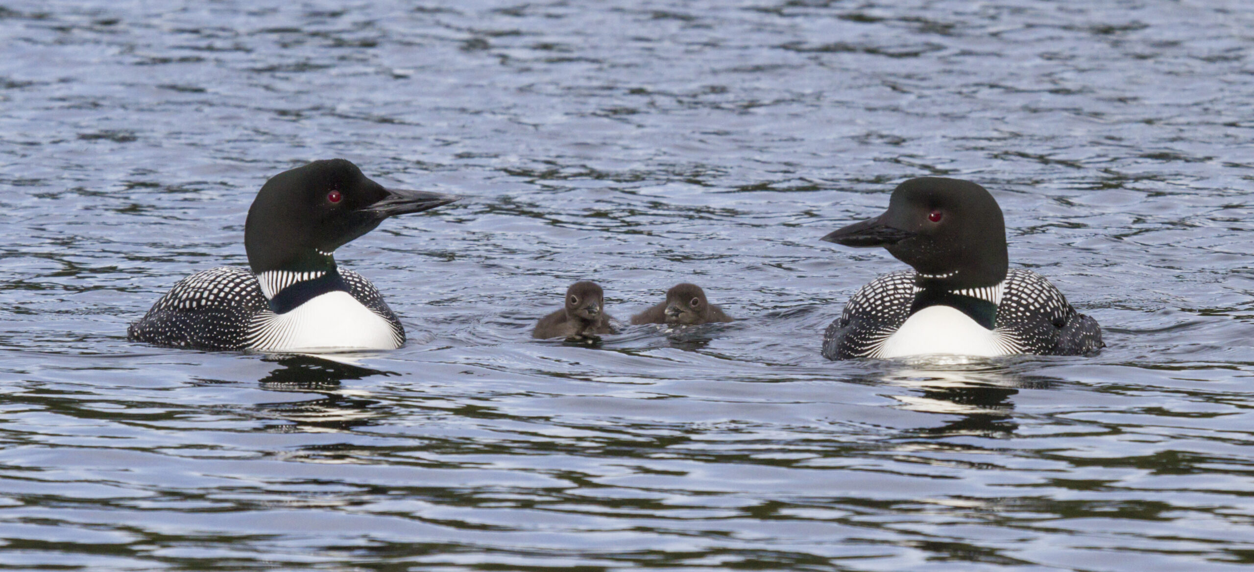 Loon family swims together