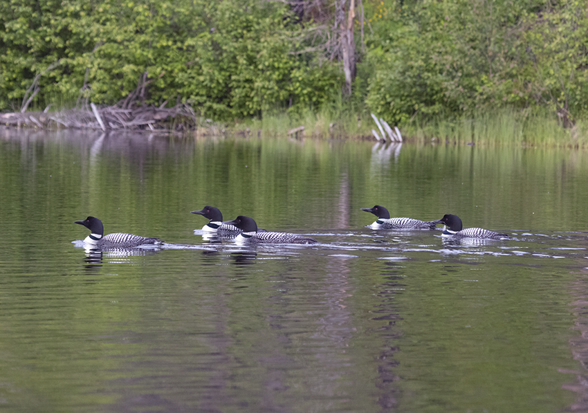 Loons swim together