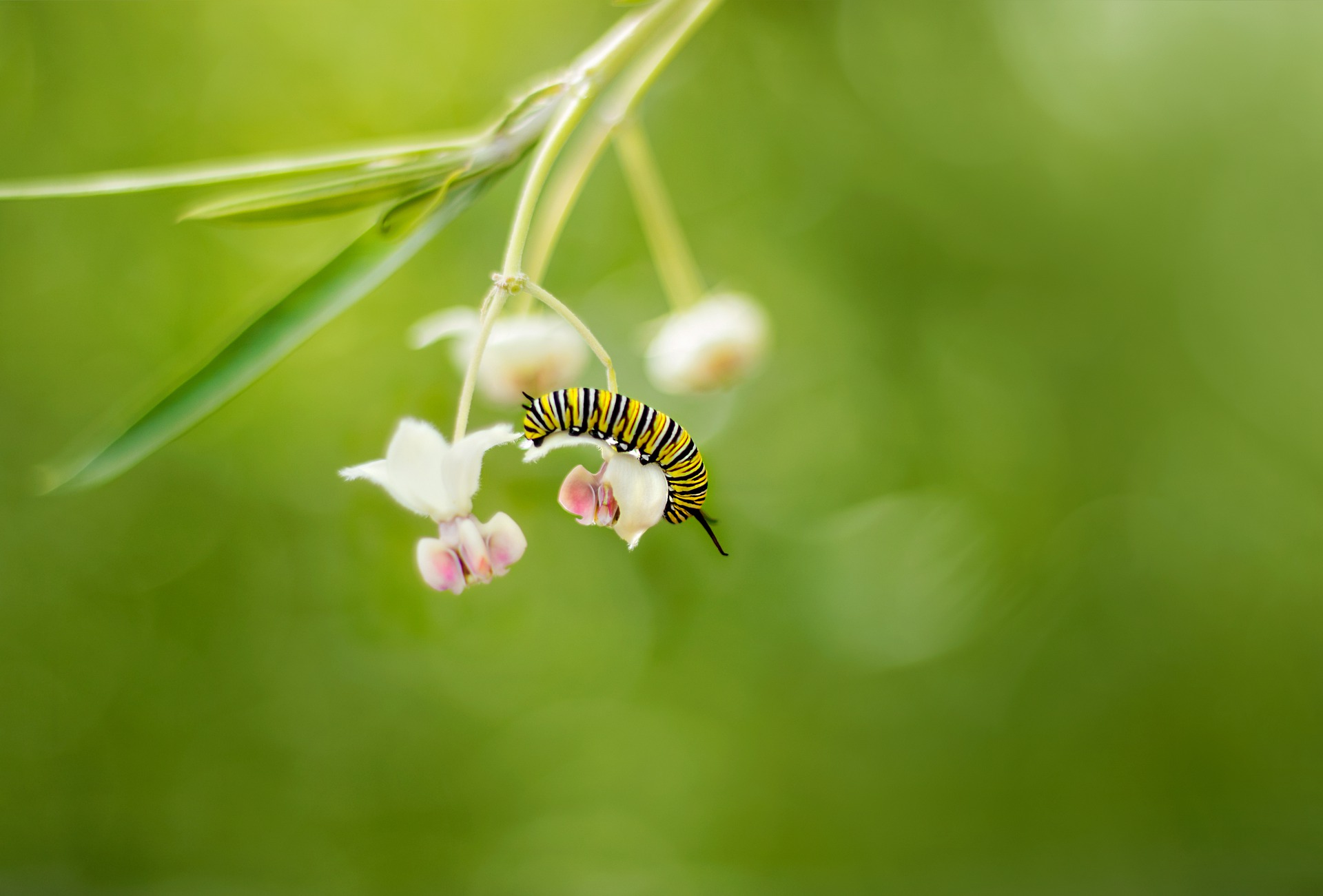Monarch caterpillar on flower.