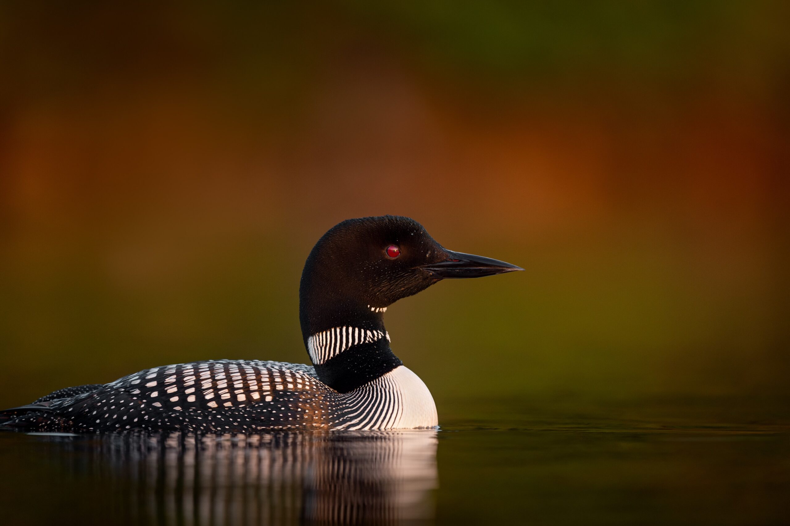 A common loon floating in a lake