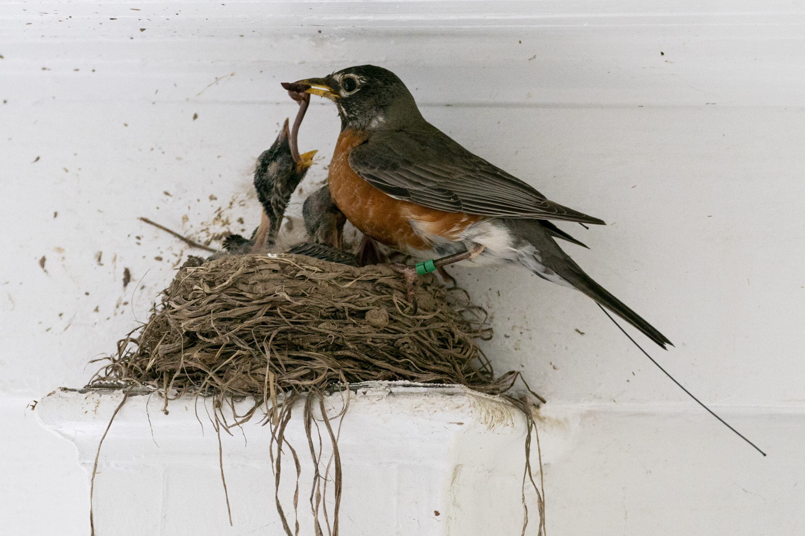 A female American robin feeds a worm to her hungry nestlings