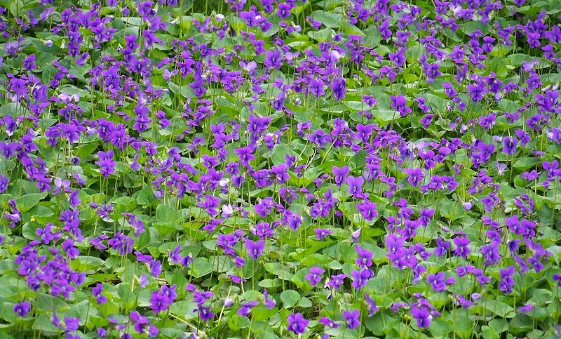 Field of wood violets