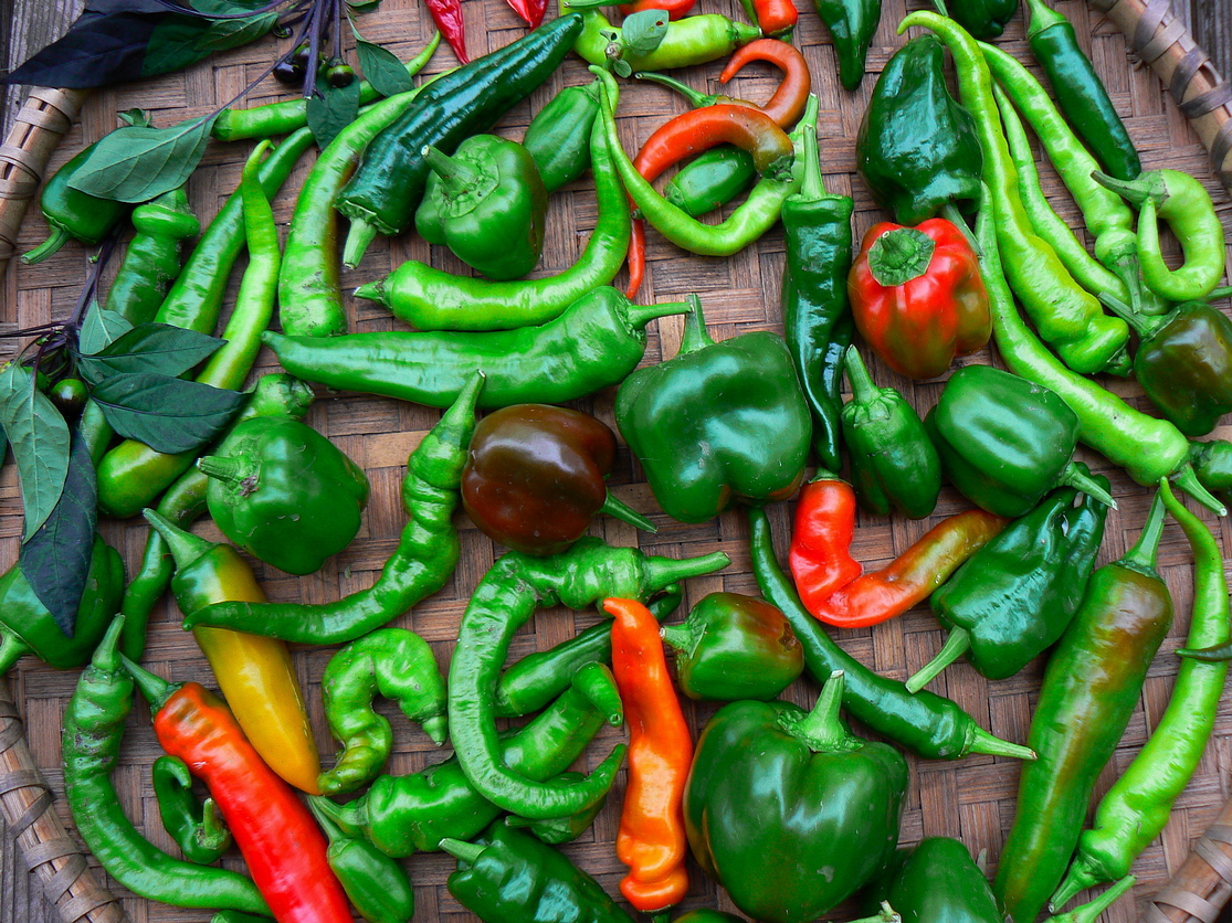 A spread of a variety of peppers in different colors like red, green, yellow.