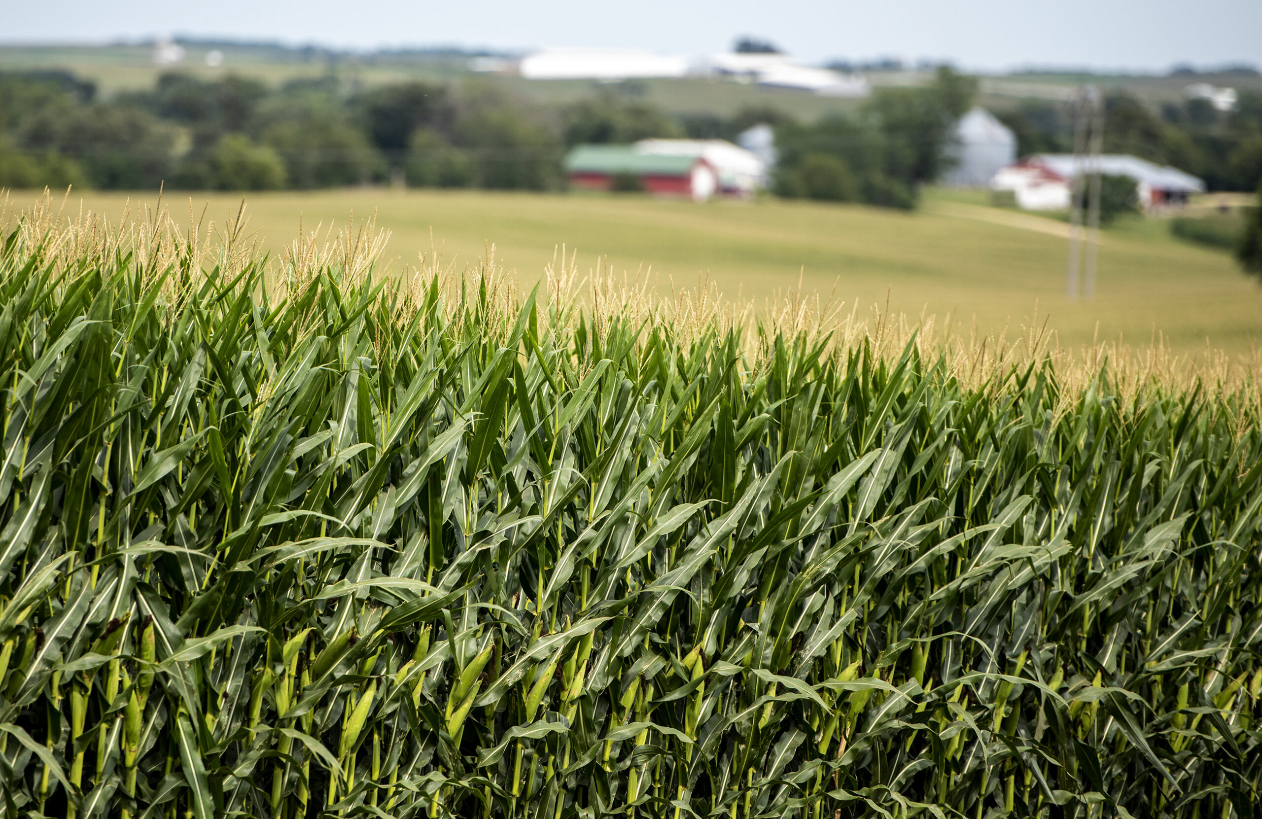‘A tale of two extremes’: Wisconsin farmers see mixed results with corn, soybean crops