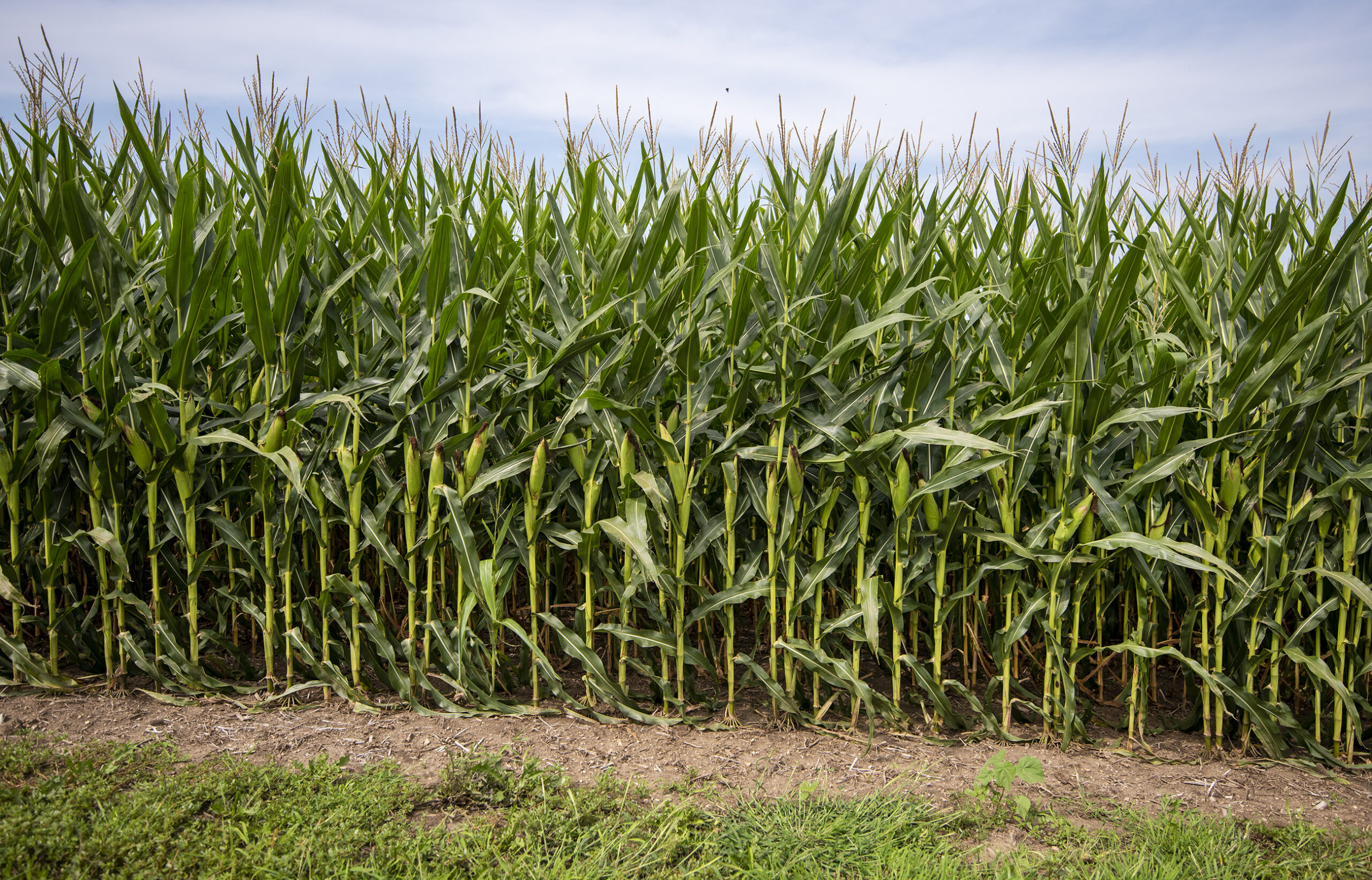 Study recommends converting some of Wisconsin’s corn-based ethanol land into solar farms