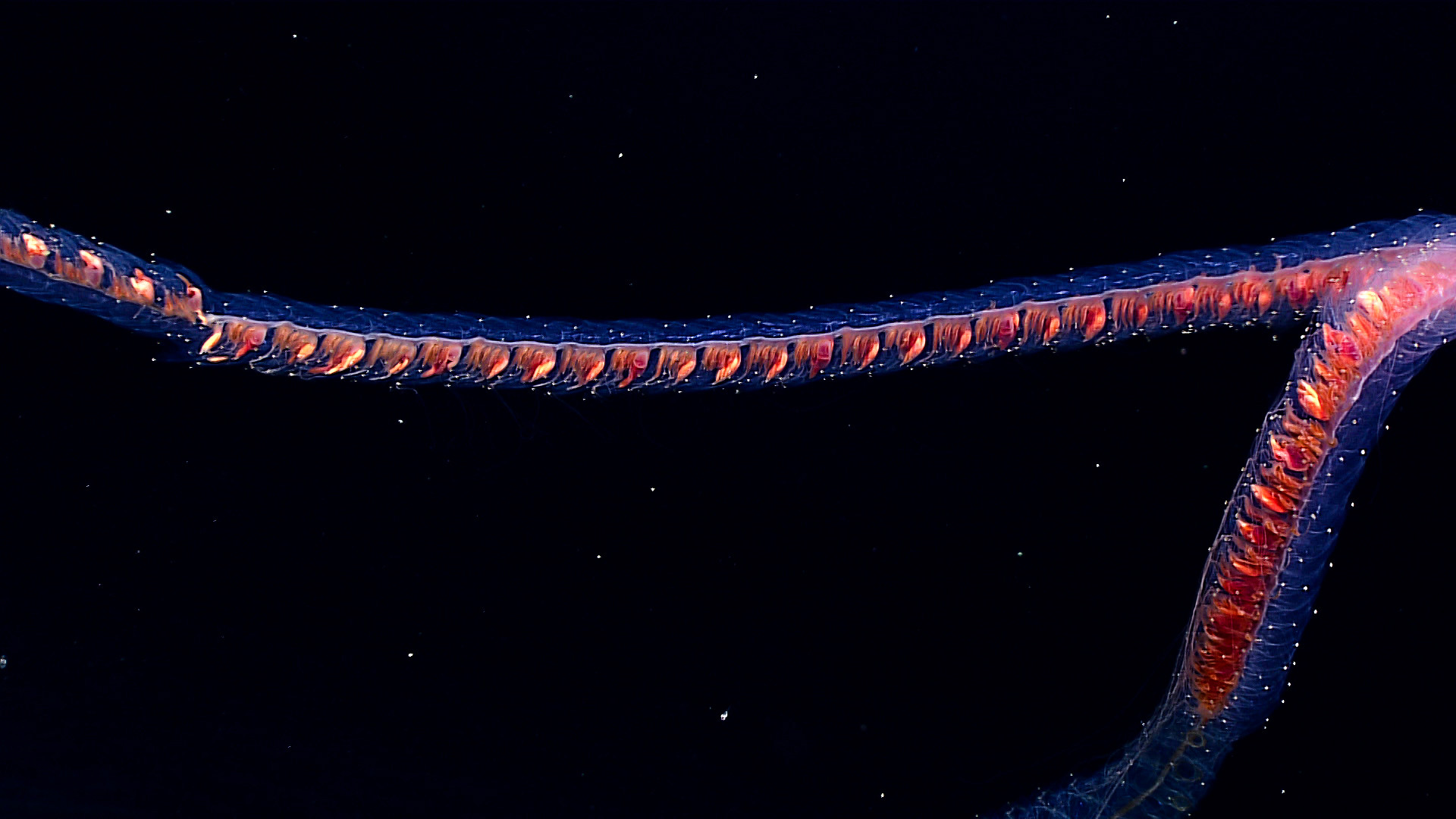 A siphonophore emitting light in the deep sea near Hawaii