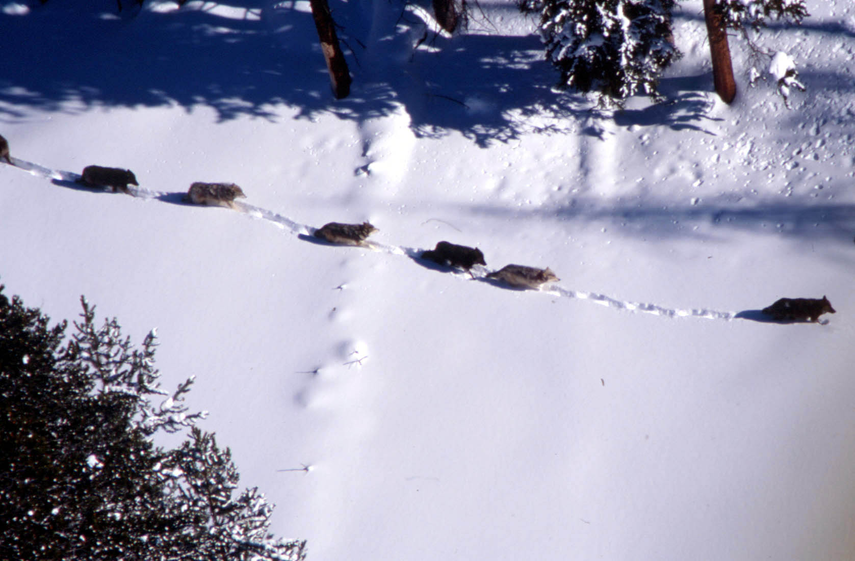 A pack of gray wolves travel single file in the snow