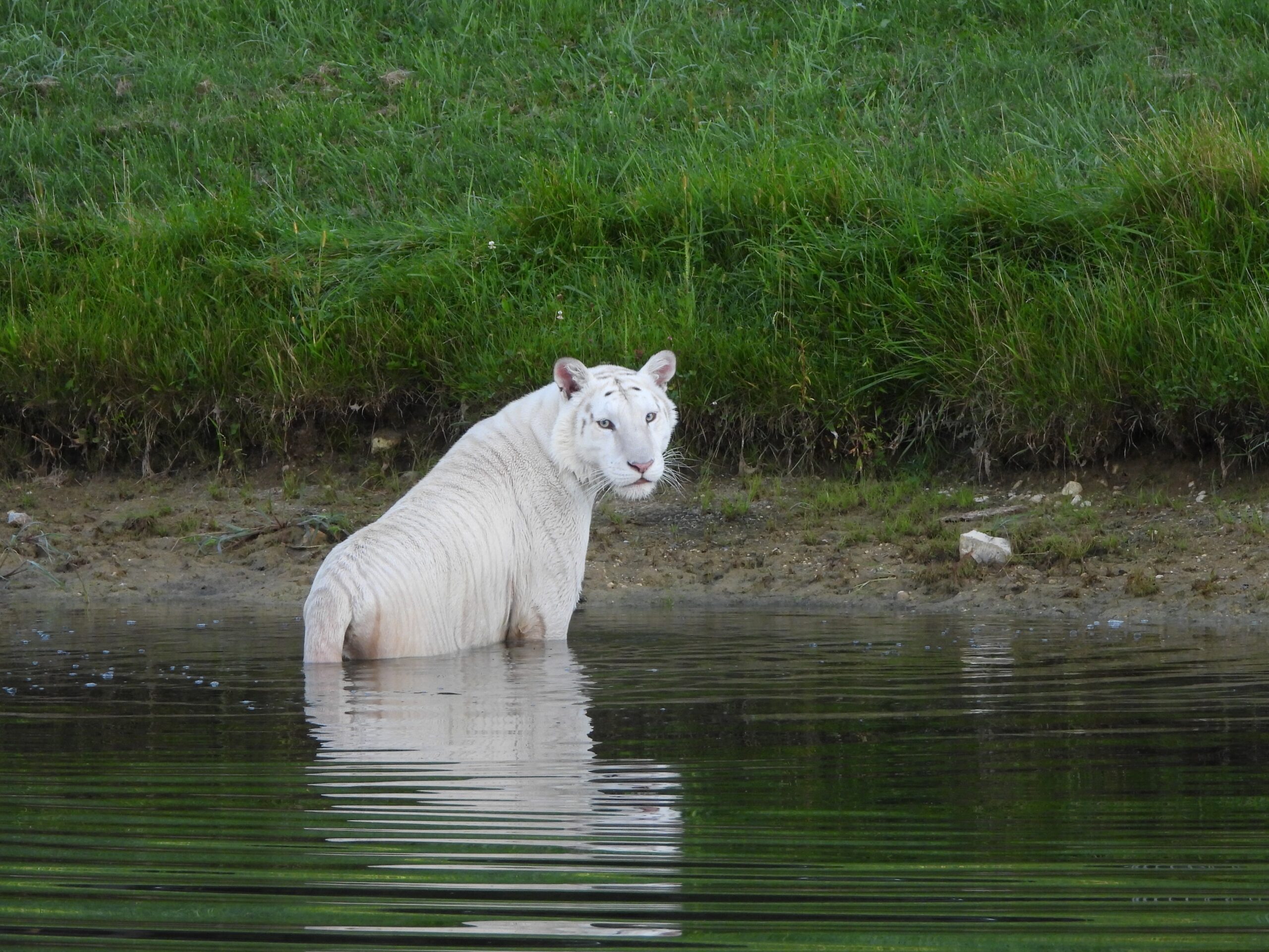 Ginger the white tiger in lake