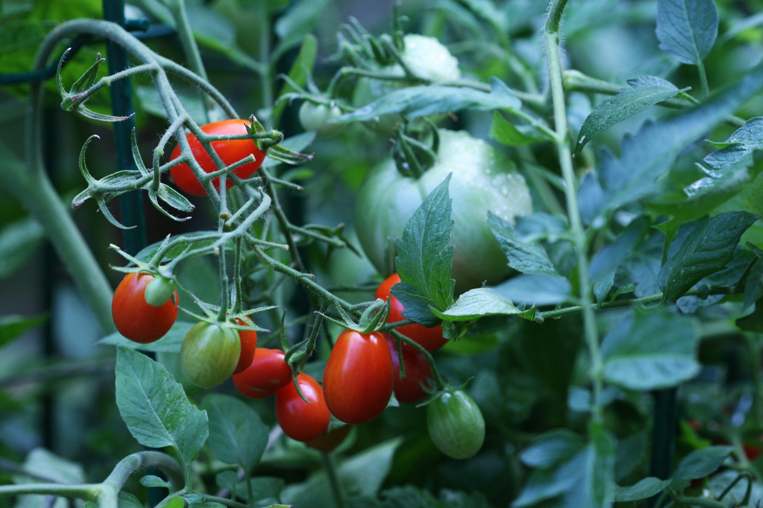 Cherry tomatoes in New Market, Va.