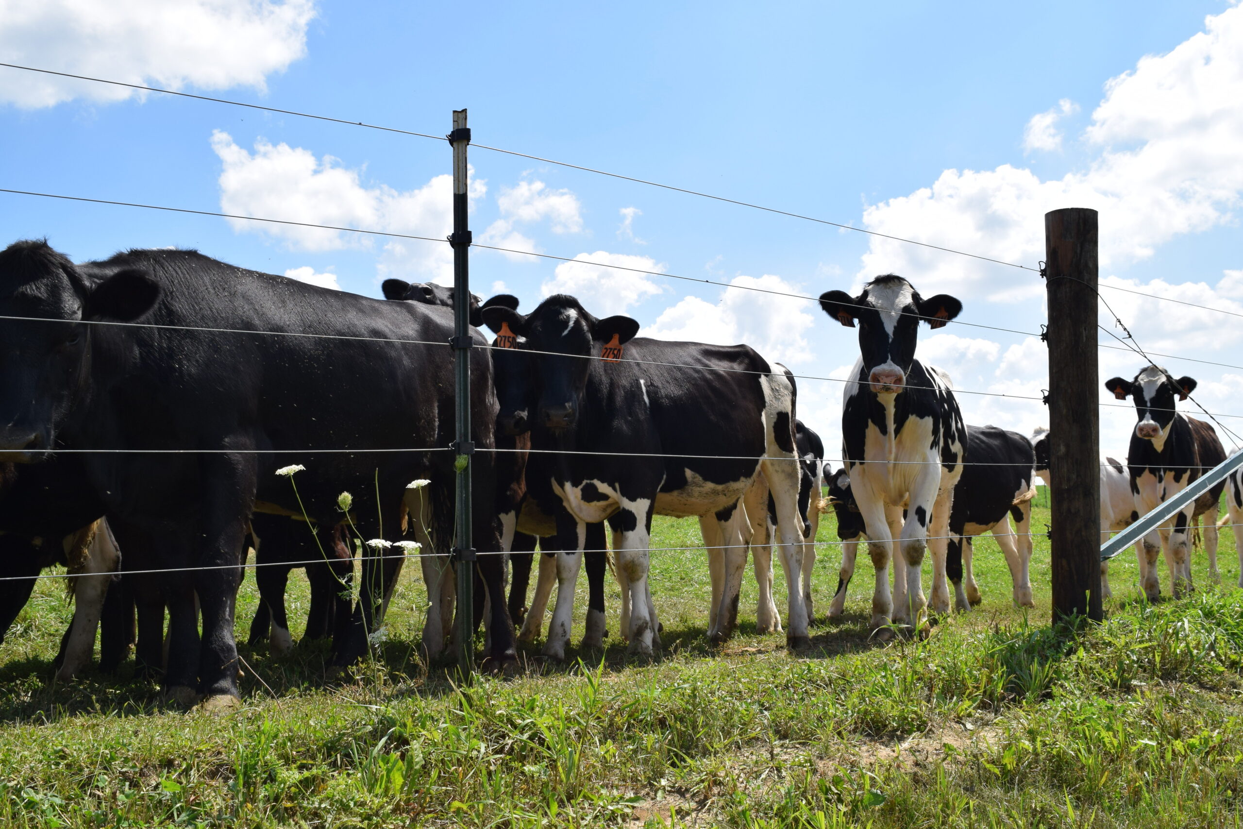 Dairy and beef cattle in a pasture