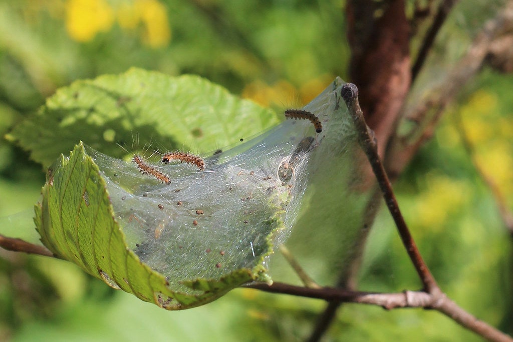 Fall webworms