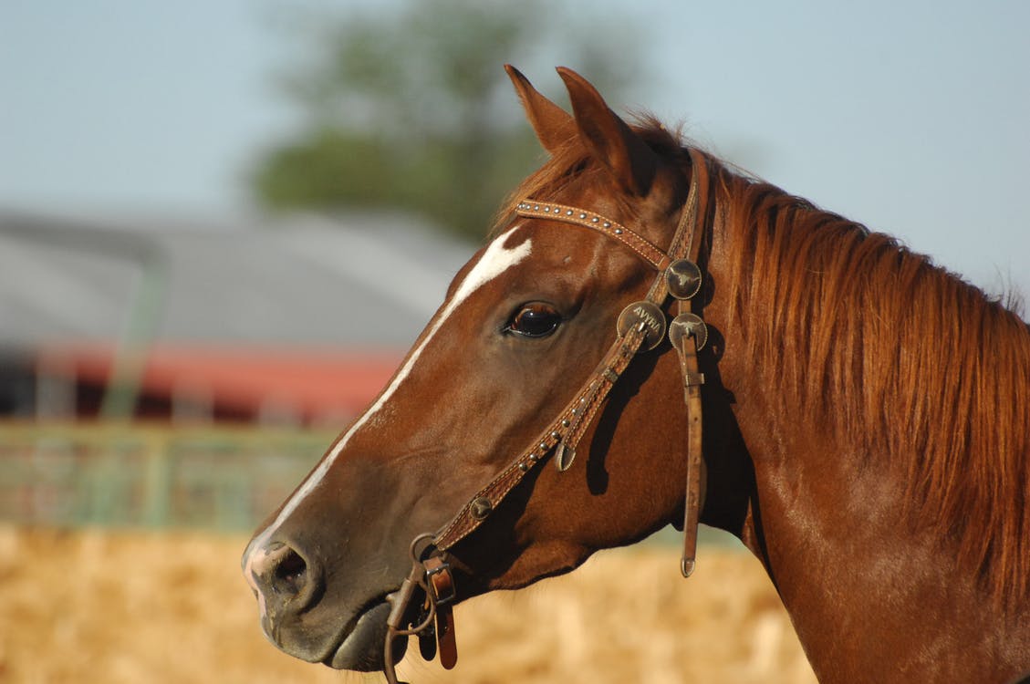 a profile of a brown horse in a halter