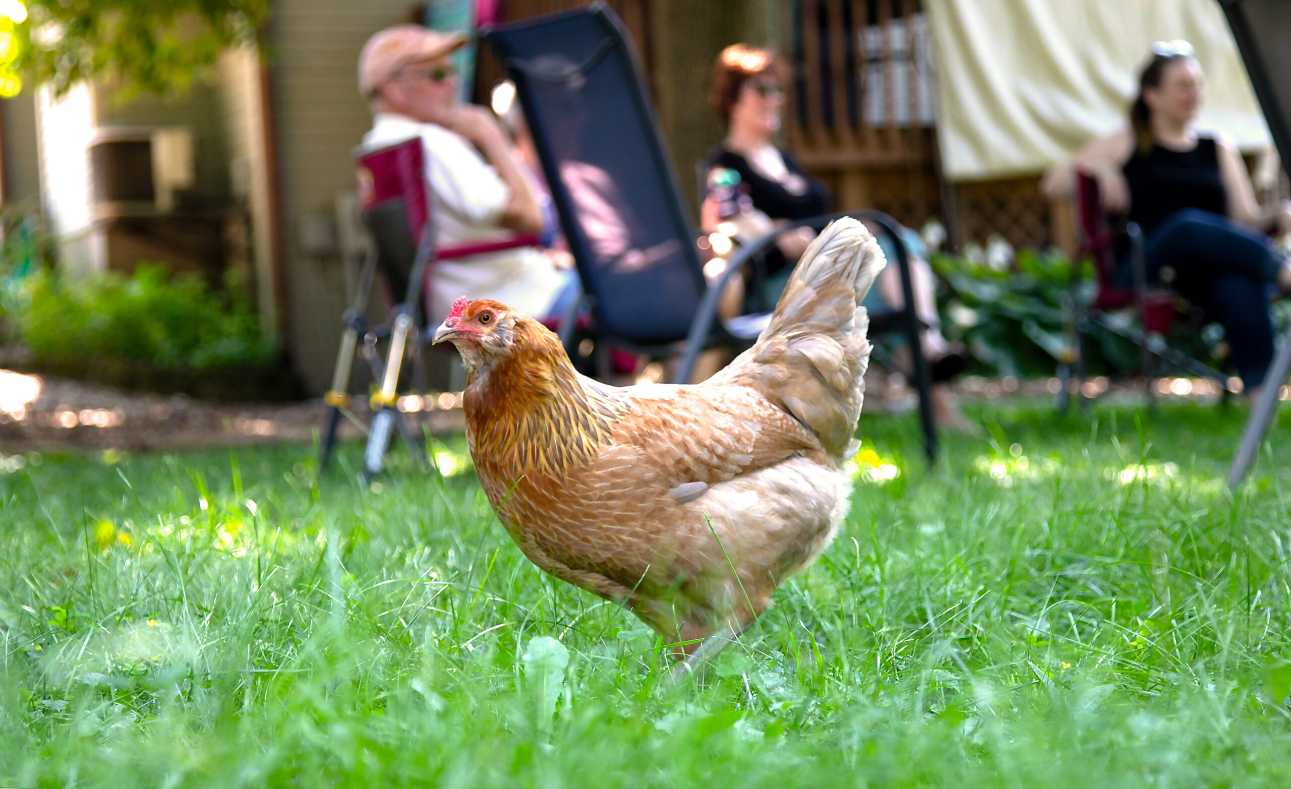 Egg-stra! Egg-stra! Madison doubles its cap on backyard chickens
