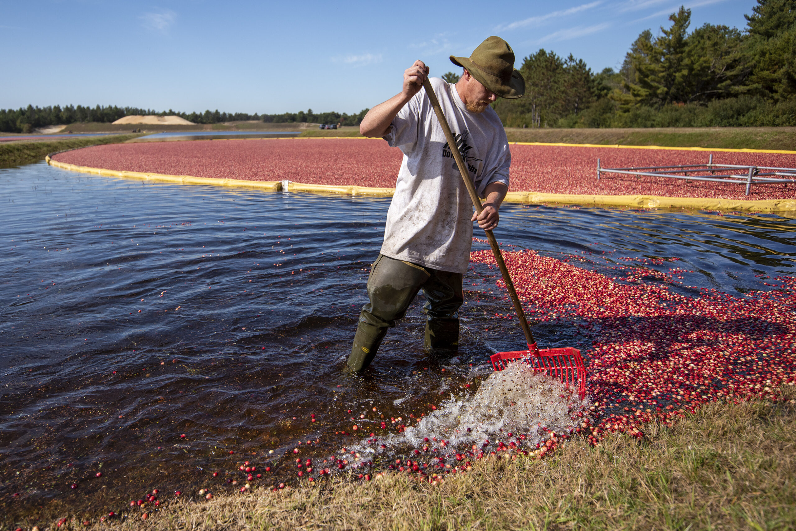 A worker uses a rake to move cranberries floating on top of water.