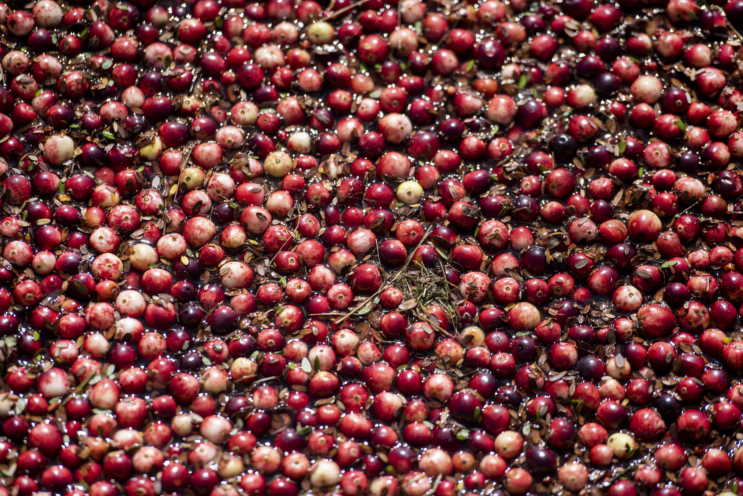 Red cranberries are seen from above as they float on top of water.