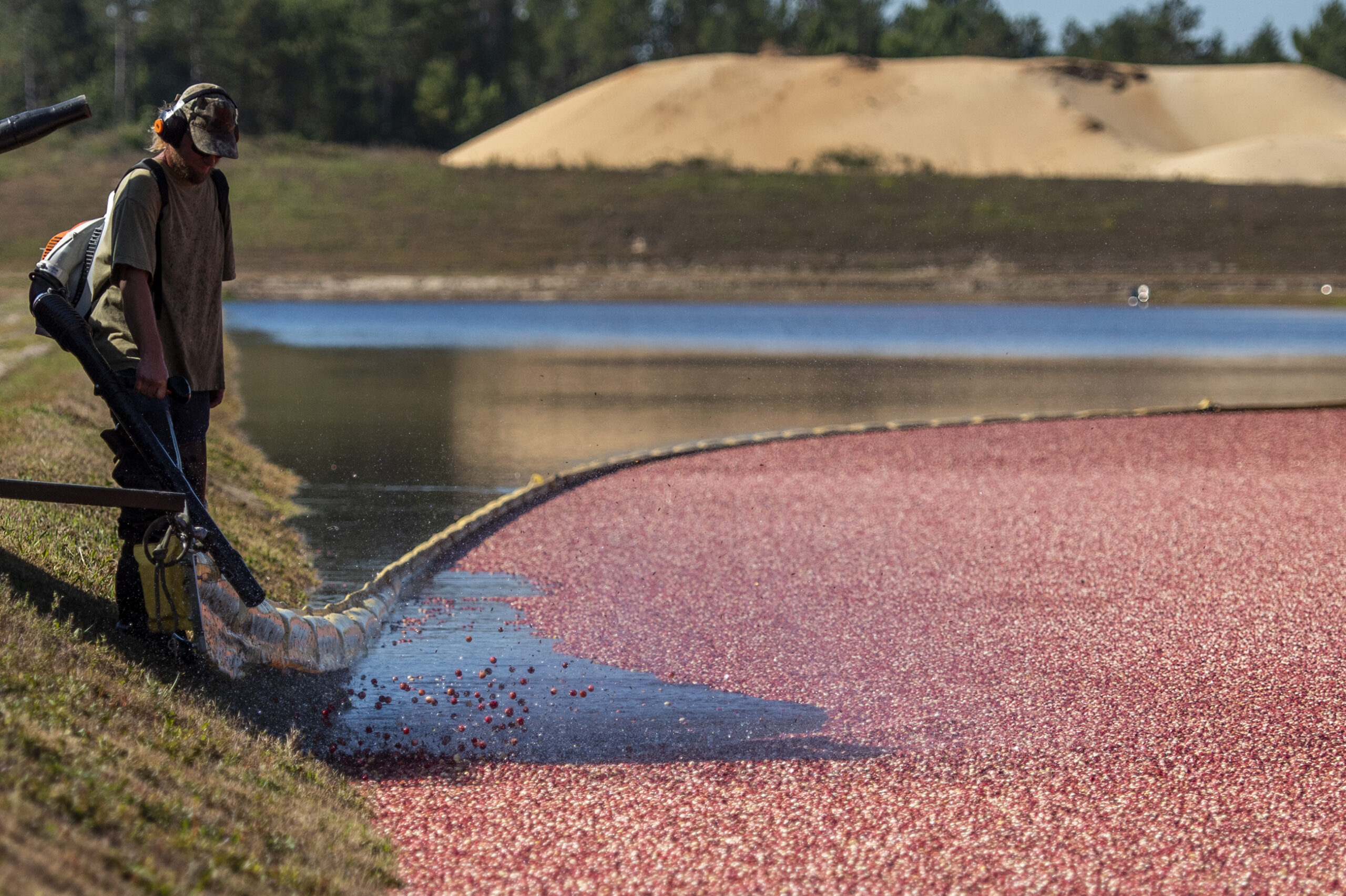 A worker uses a blower to move berries away from the edge of the bog.