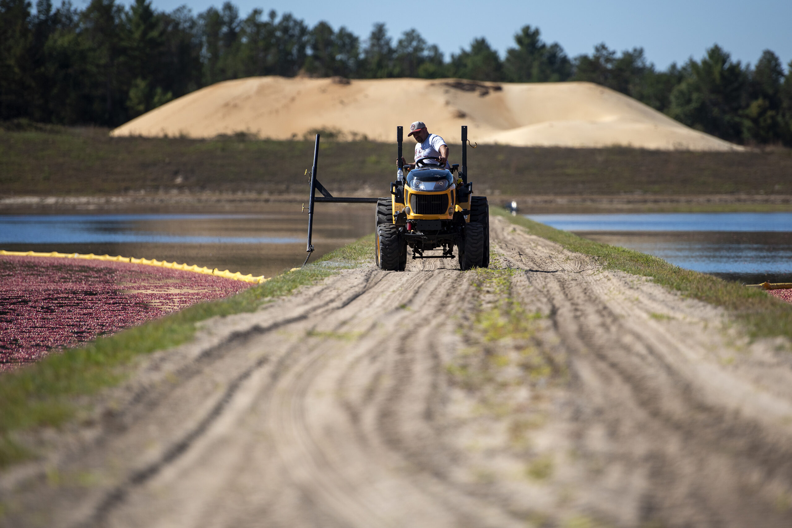 A man in a small tractor drives on a dirt pathway as he moves an attached divider to help corral the cranberries.
