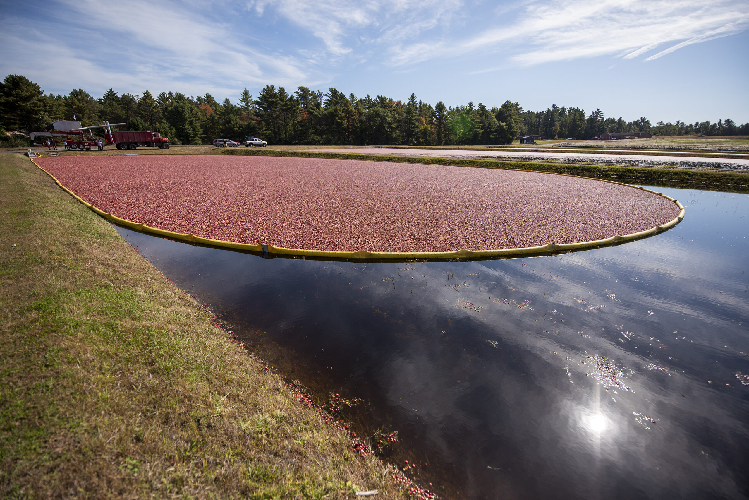Cranberries float on top of water in a sectioned-off area before harvest.