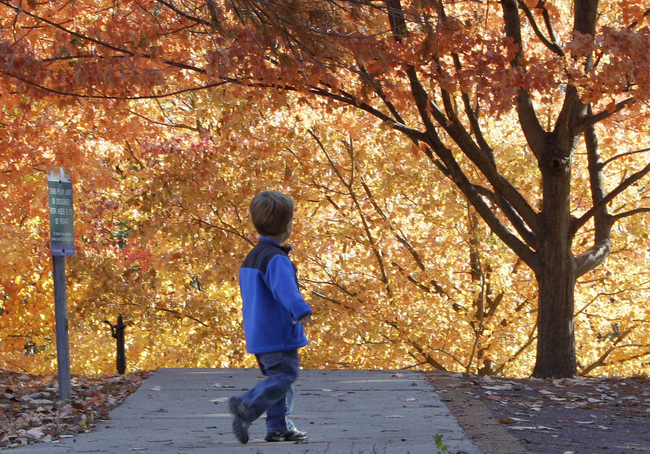 A child plays in a park with trees changing color for fall