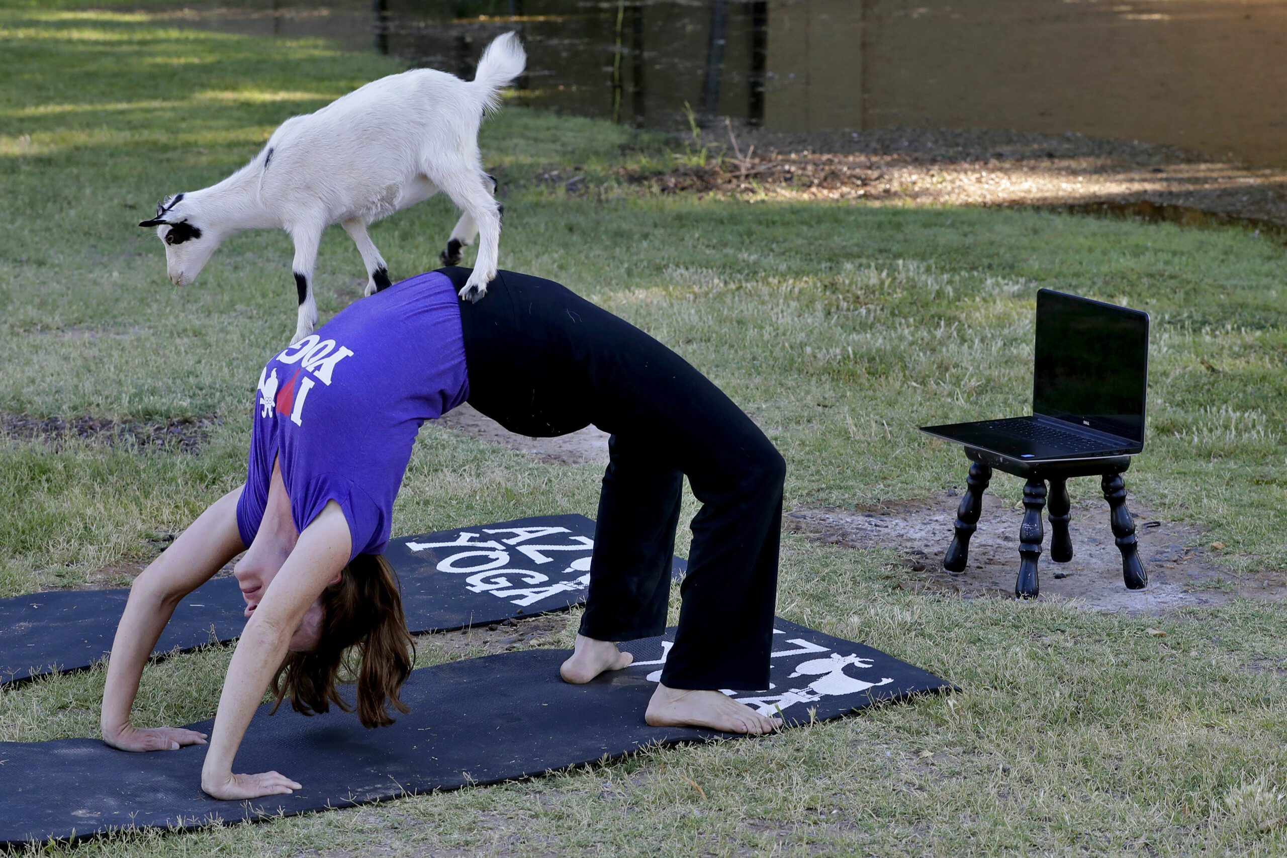 April Gould conducts an online goat yoga class at Arizona Goat Yoga