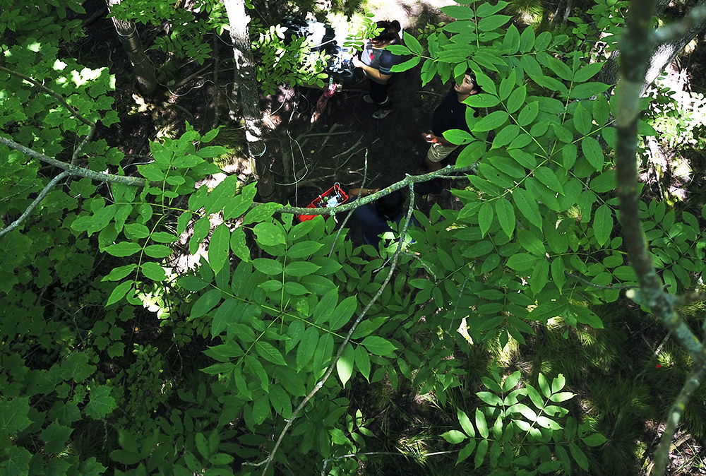 Ash tree leaves, like those pictured here, have compound leaves