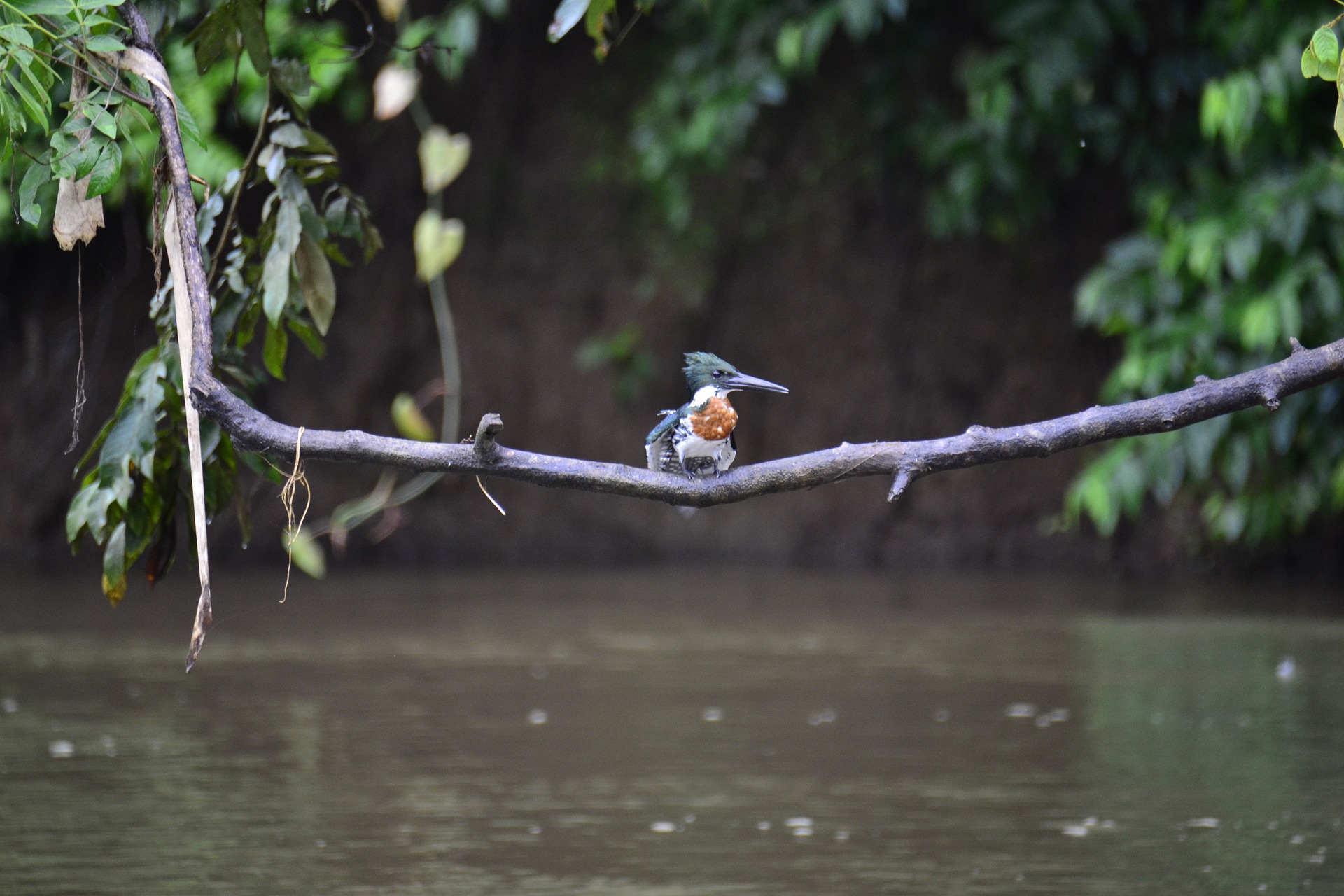 Belted kingfisher sitting on branch over river.