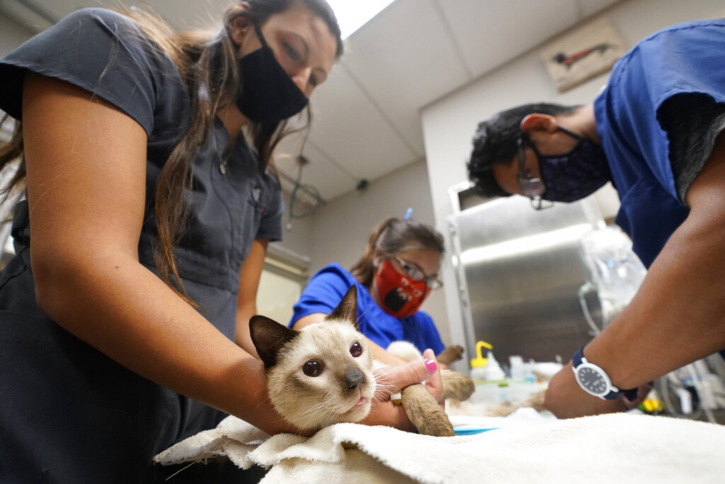 Veterinary personnel keep a cat named Miller calm as he has blood drawn