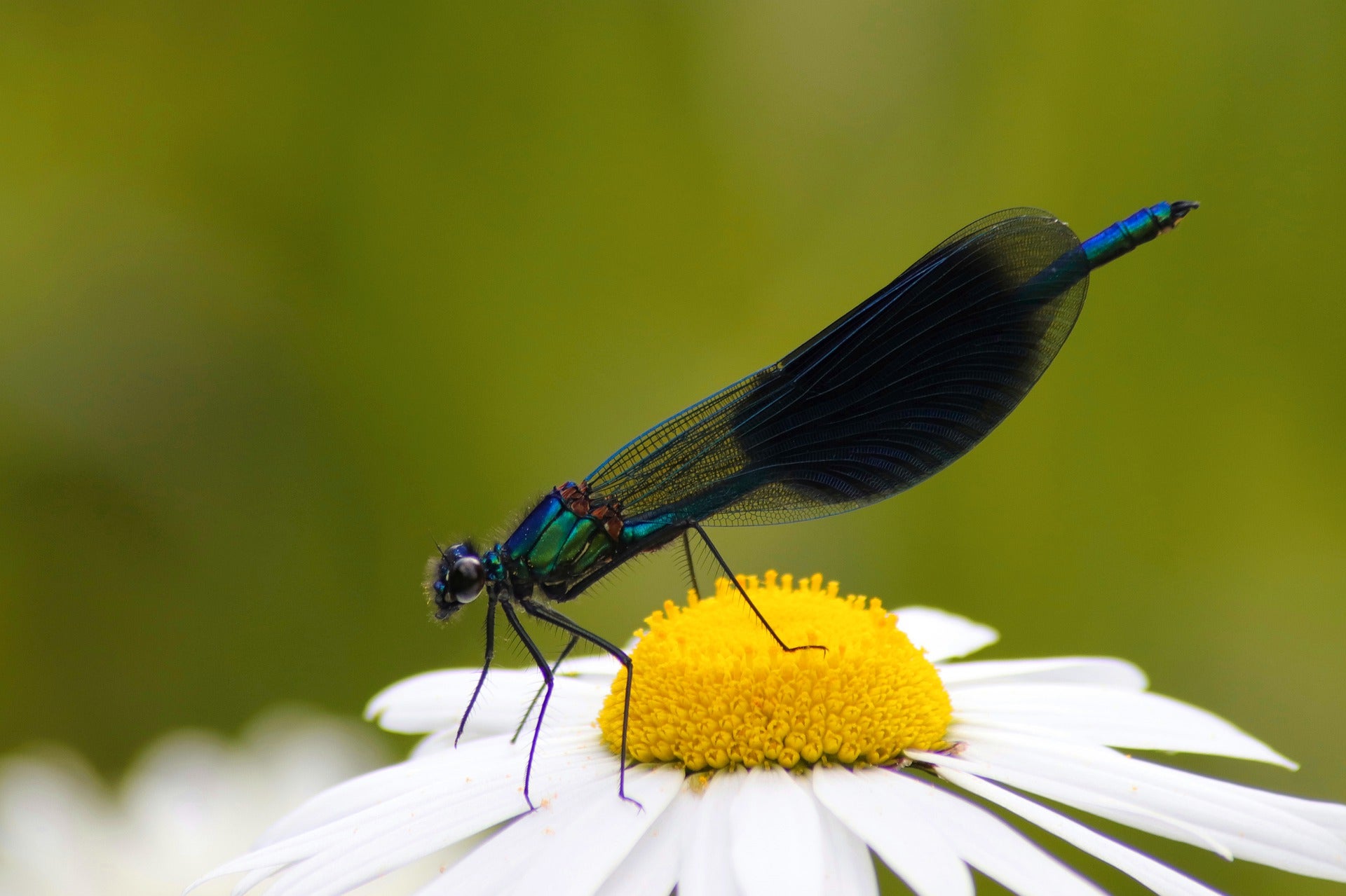 Dragonfly on daisy