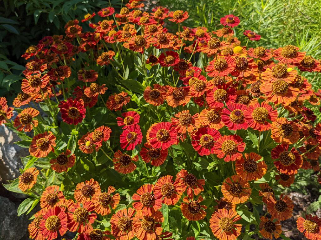 Autumn blooming rust colored helenium.