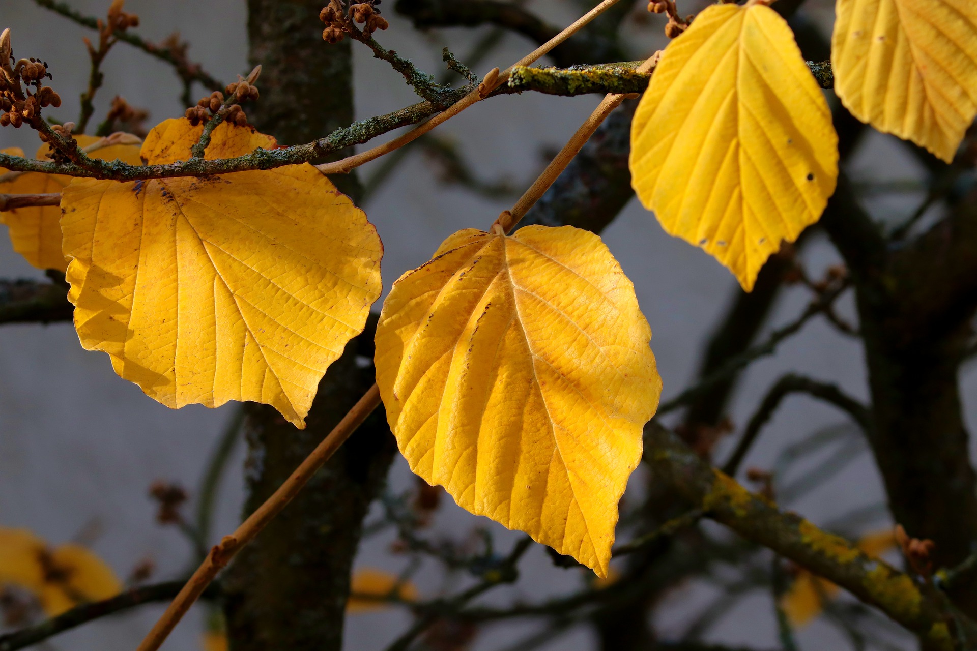 Yellow witch hazel leaves.