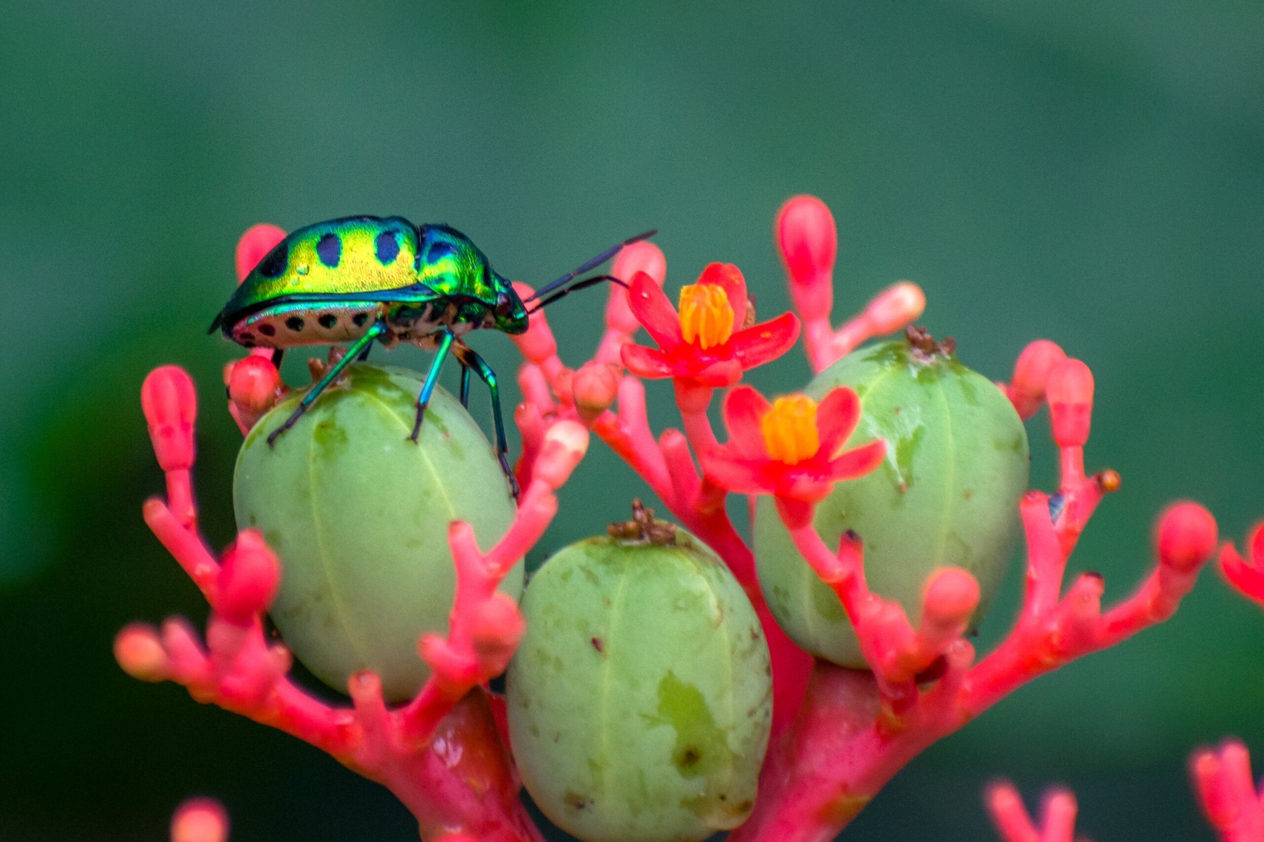 A jewel bug