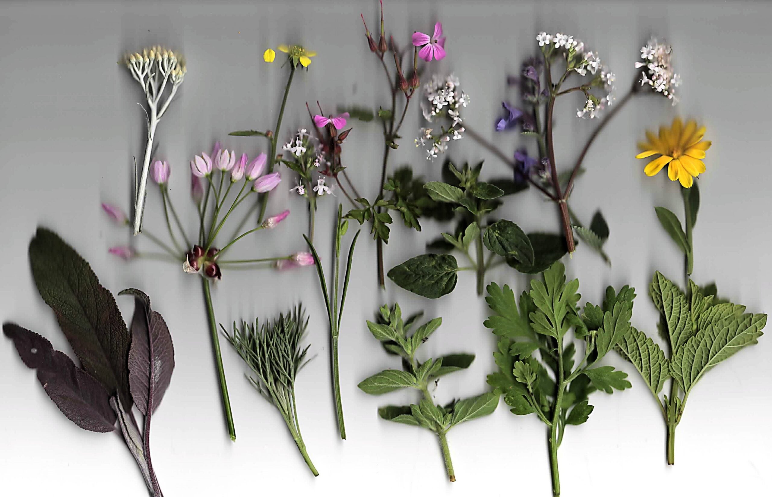 A sprig of different herbs lie flat on a gray background.