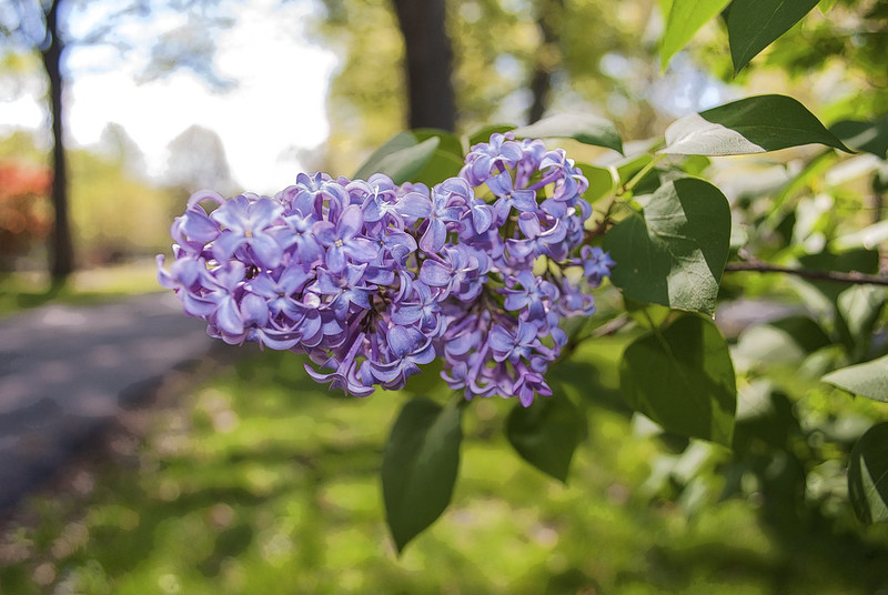 lilac bush in bloom