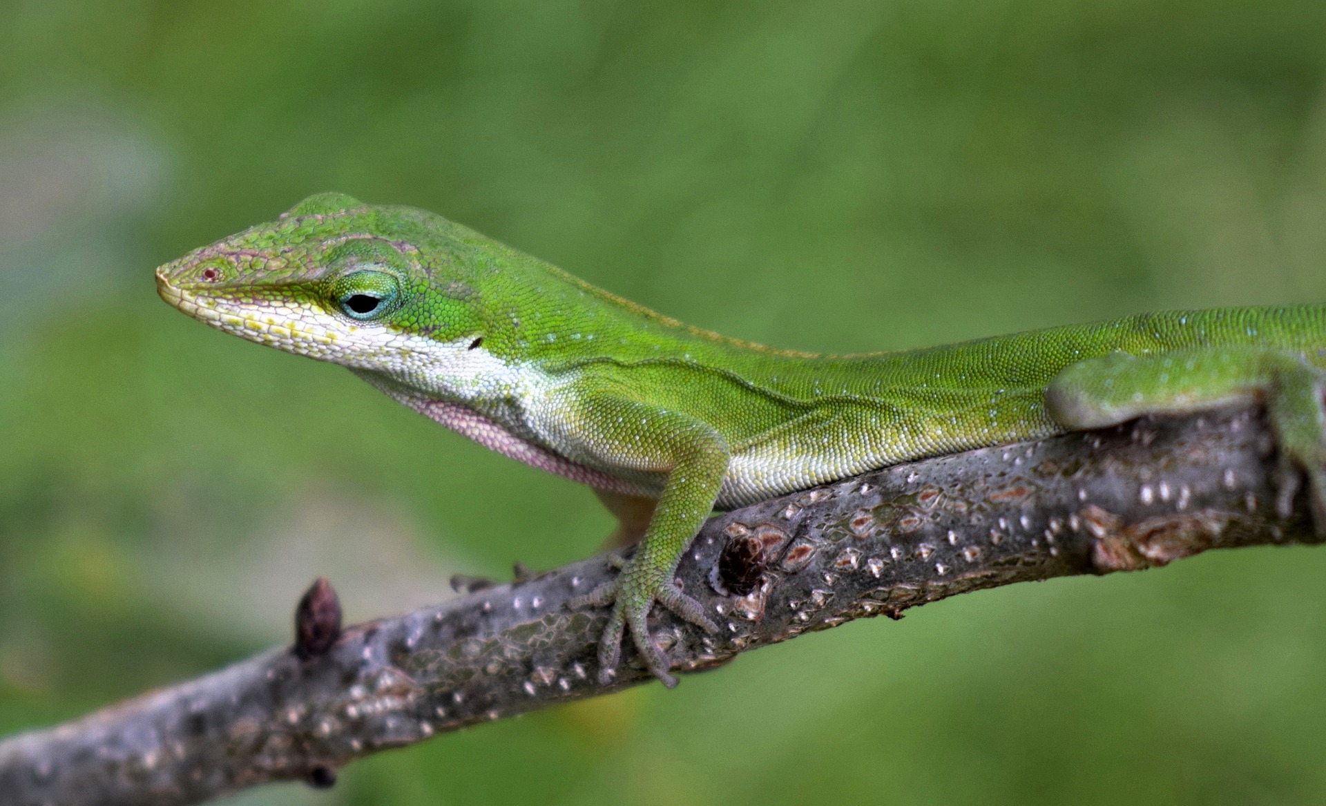 Green anole lizard on branch.