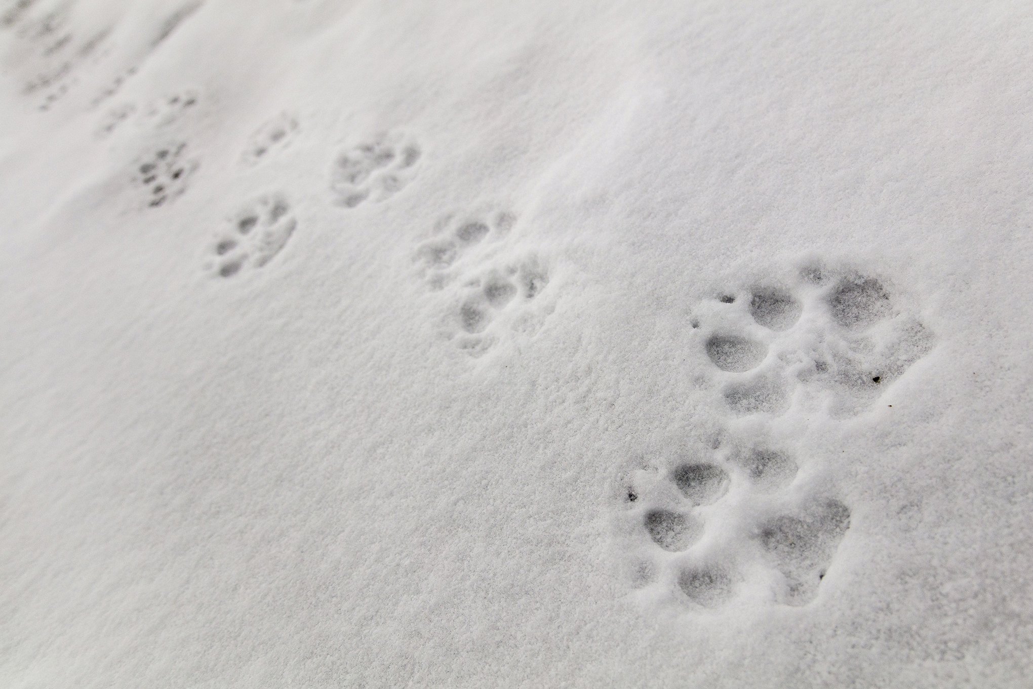 Wolf tracks in the snow on Fountain Freight road in Yellowstone National Park