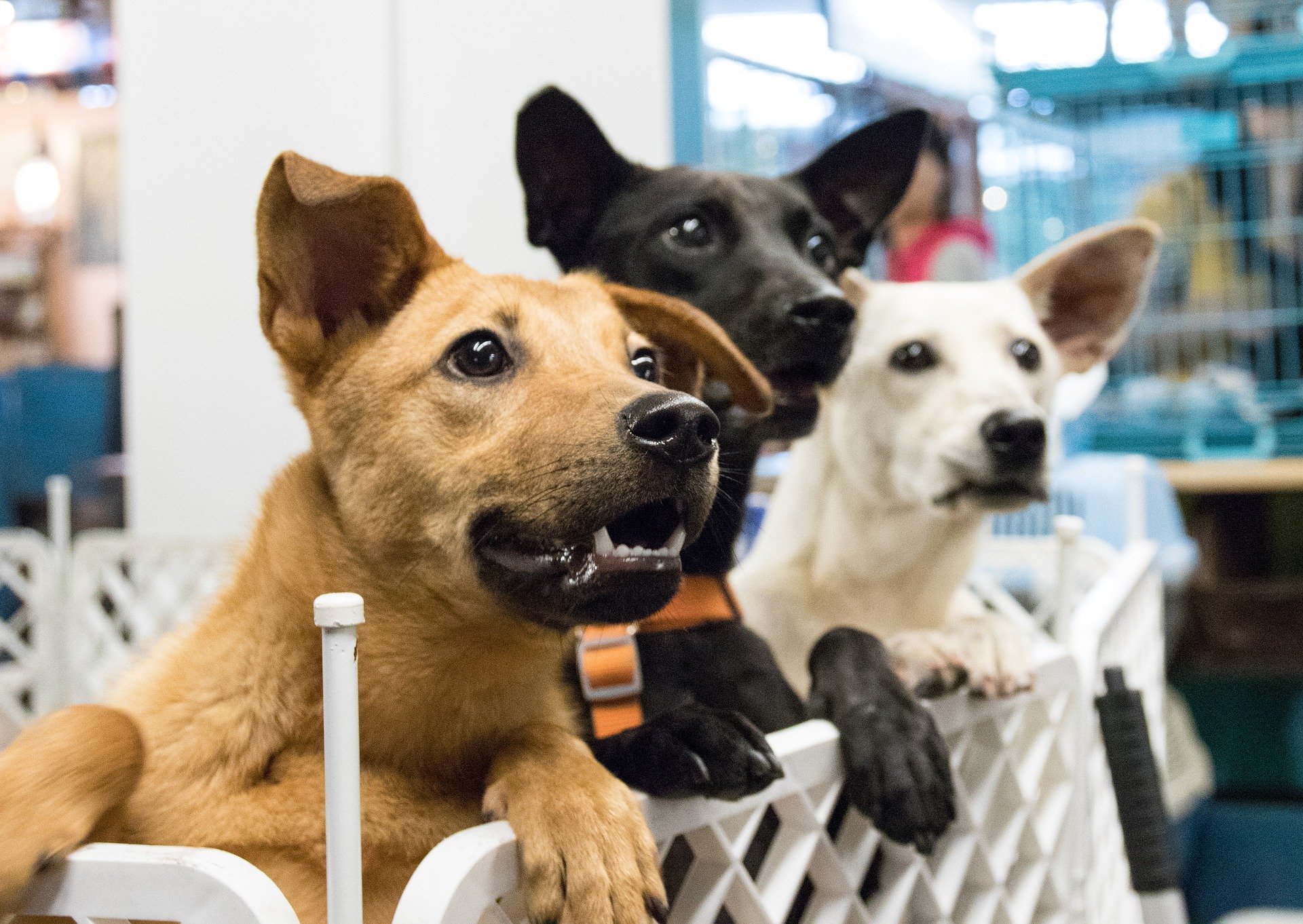 Three dogs waiting to be adopted