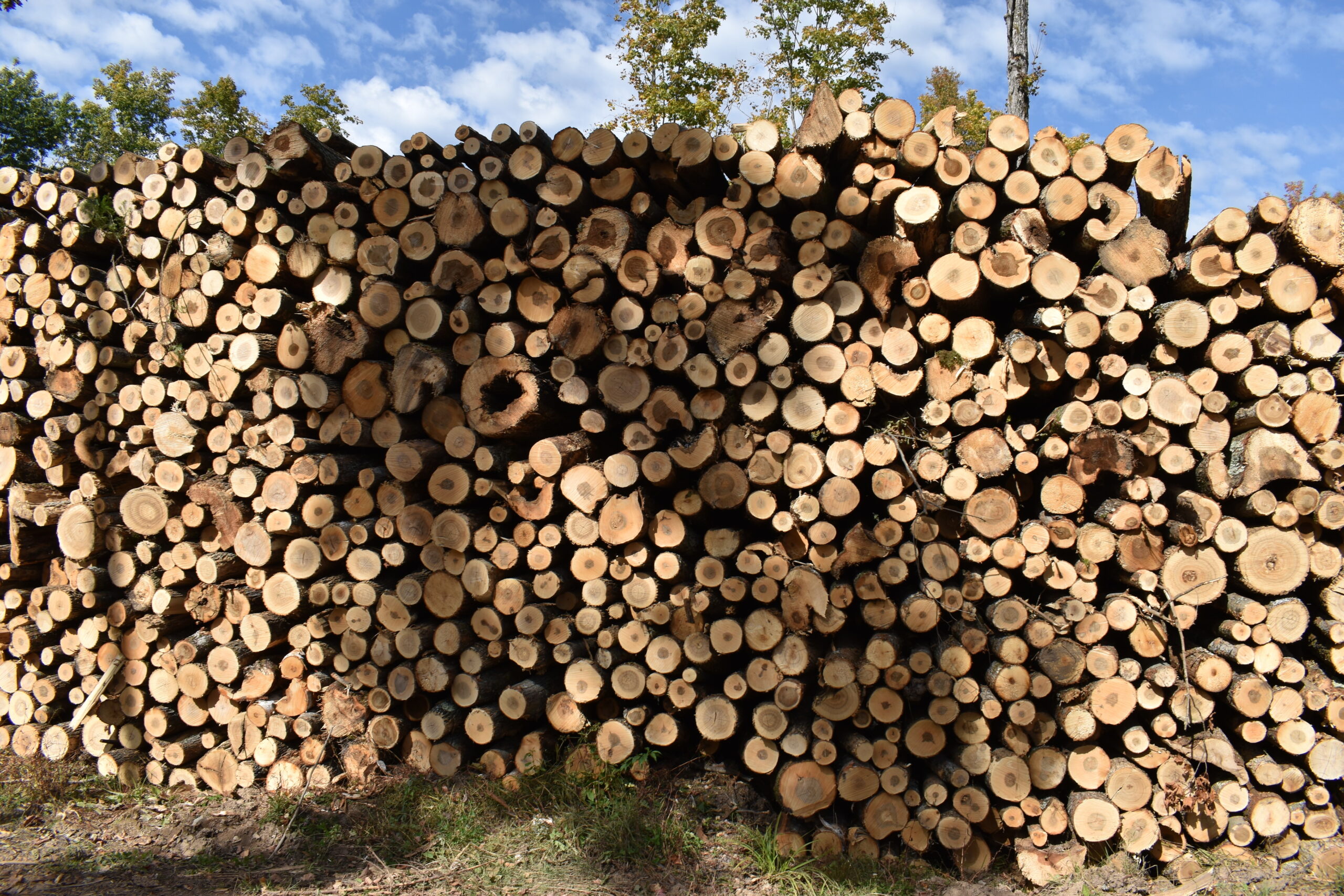 Mixed hardwood timber is stacked at a logging site in Elcho