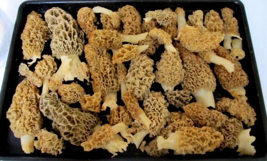 Morel Mushrooms found in Richland County, Wisconsin