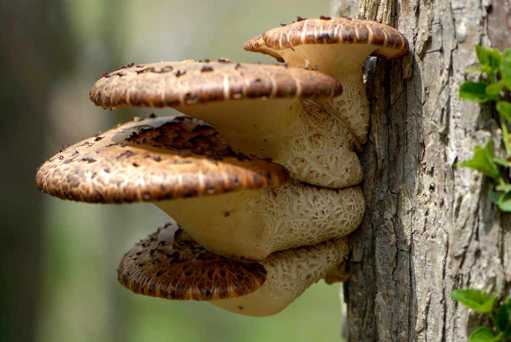 Pheasant back mushrooms growing on a tree