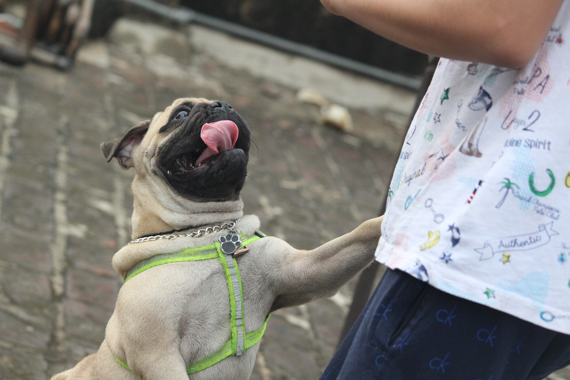 Pug dog jumping on person.