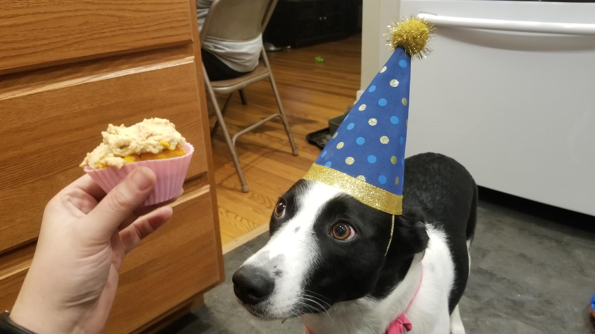 dog with cupcake and birthday hat