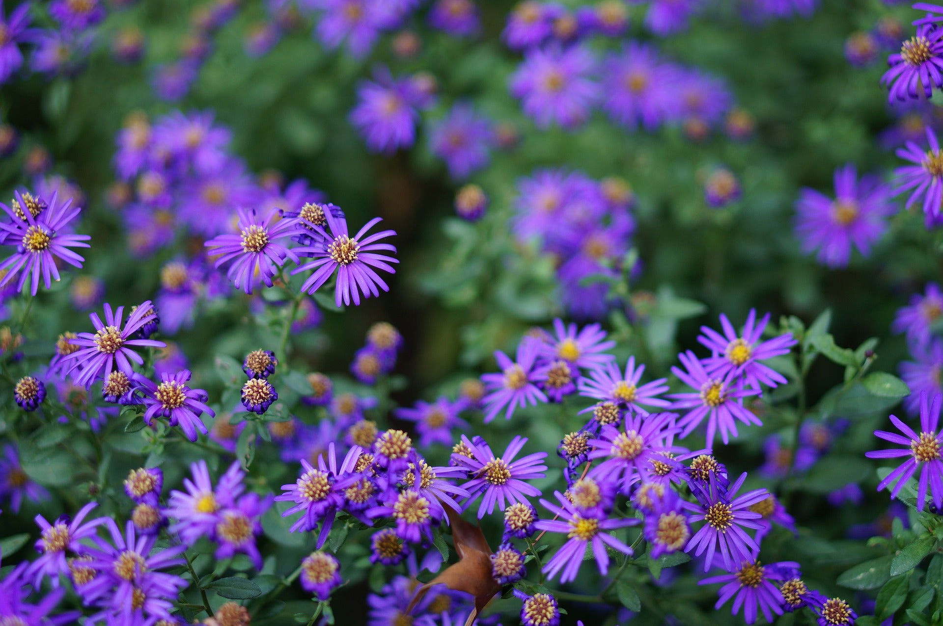 Purple asters.