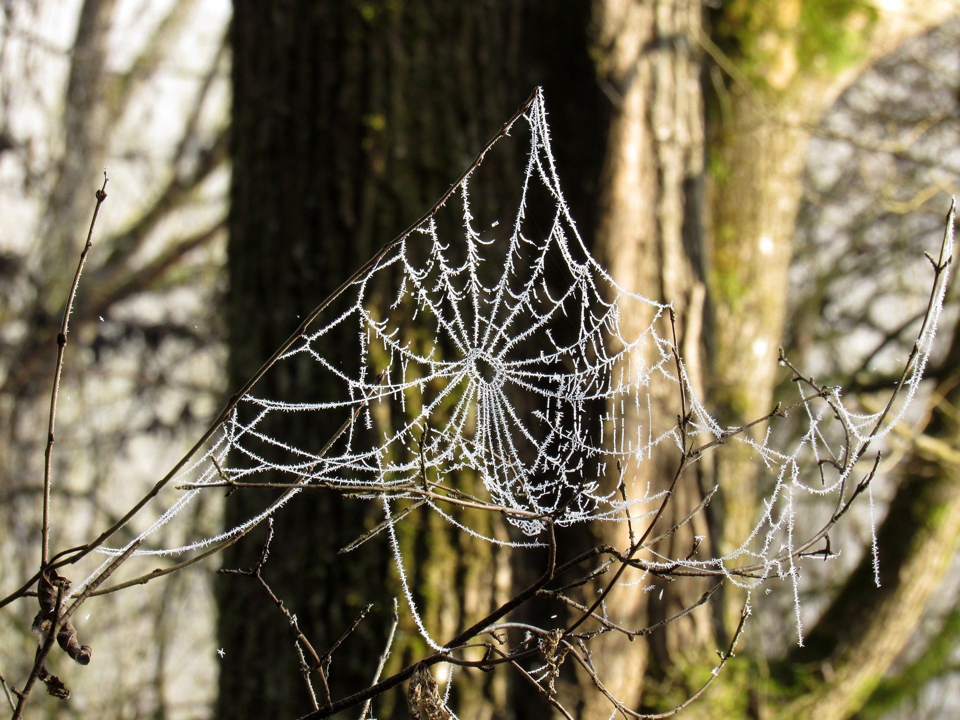 Spider web with frost.